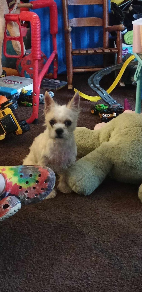 Scarlett - COURTESY POST (TINY 10 lbs)