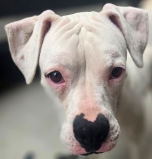 Pearl 7 MO 50 Pounds Kid  Dog Friendly Crate  Leash Trained Fostered in Olympia WA Hi Im Pearl