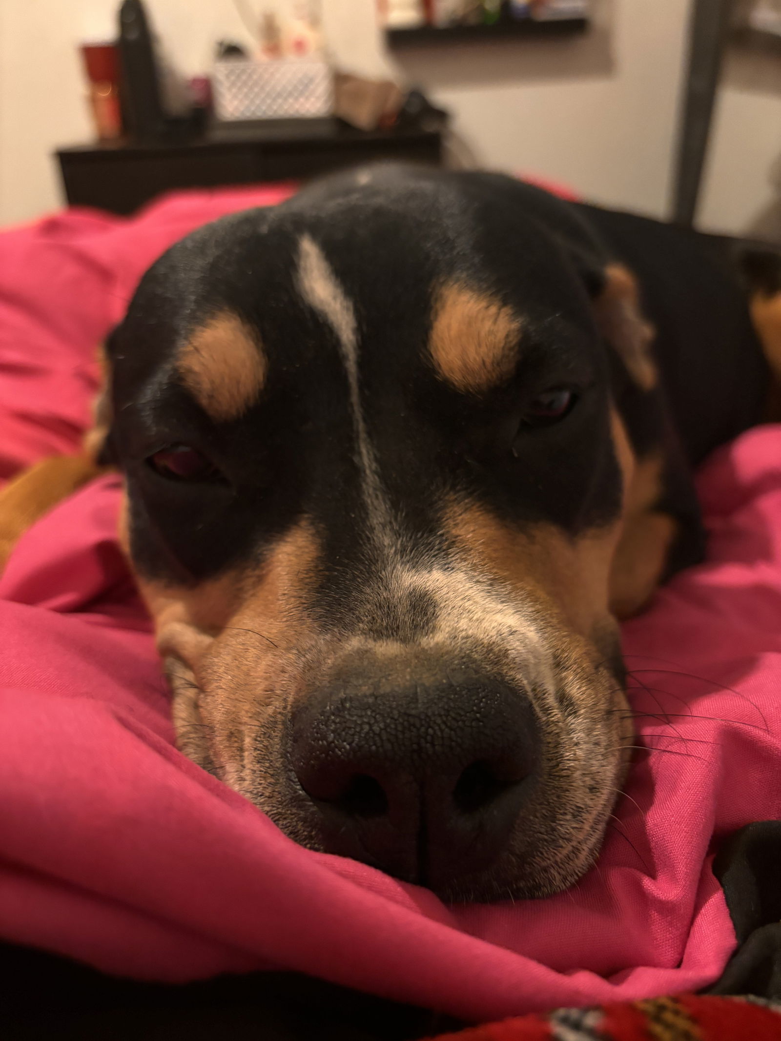 ZYLA