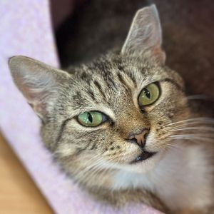 Medley, Adult Female Domestic Short Hair