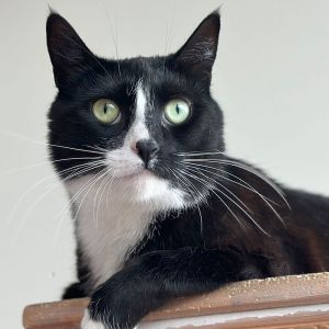Musette, Adult Female Domestic Short Hair