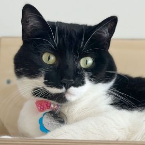 Kiki, Adult Female Domestic Short Hair