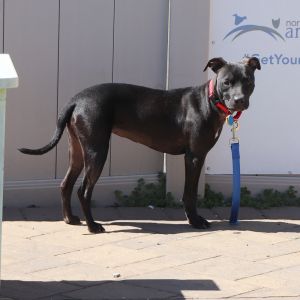 Bella, Young Female Mixed Breed