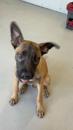 Valkyrie #4318 Belgian Shepherd / Malinois Dog