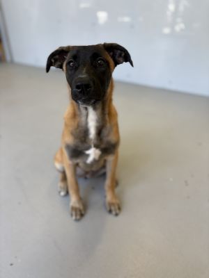 Nyx #4319 Belgian Shepherd / Malinois Dog