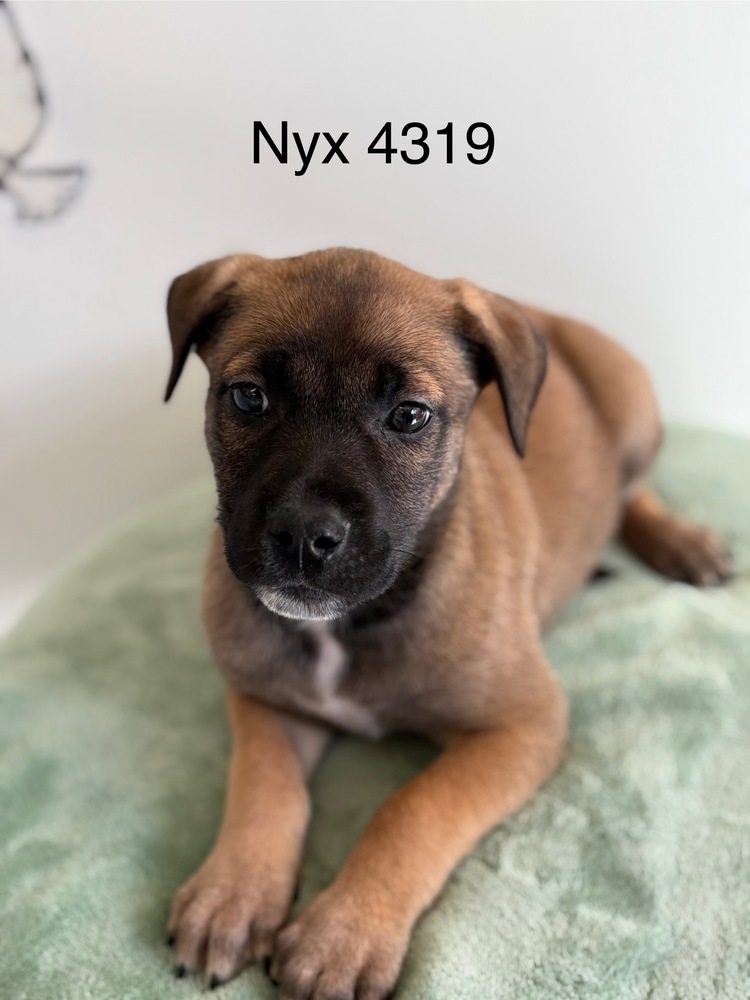 Nyx #4319