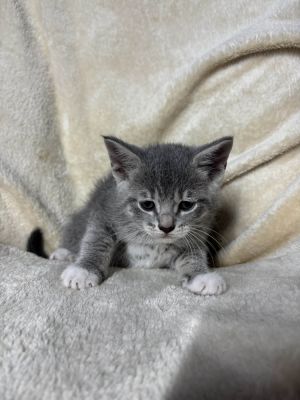 Harmonia, Baby Female Domestic Short Hair