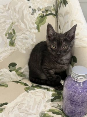 Peter, Baby Male Domestic Short Hair