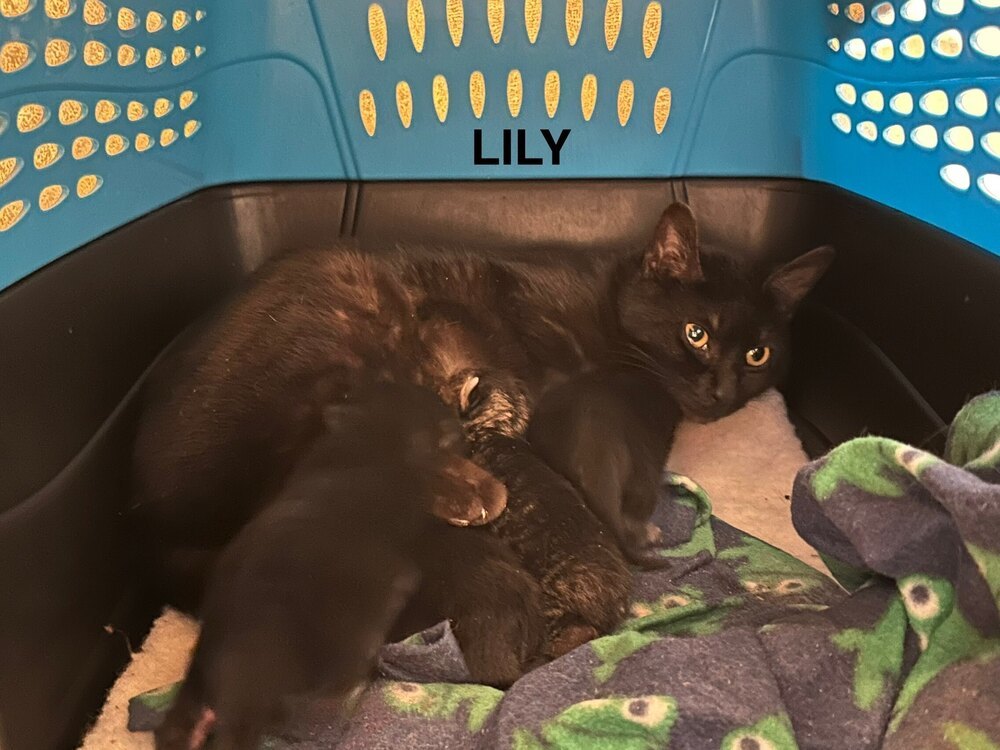 Lily