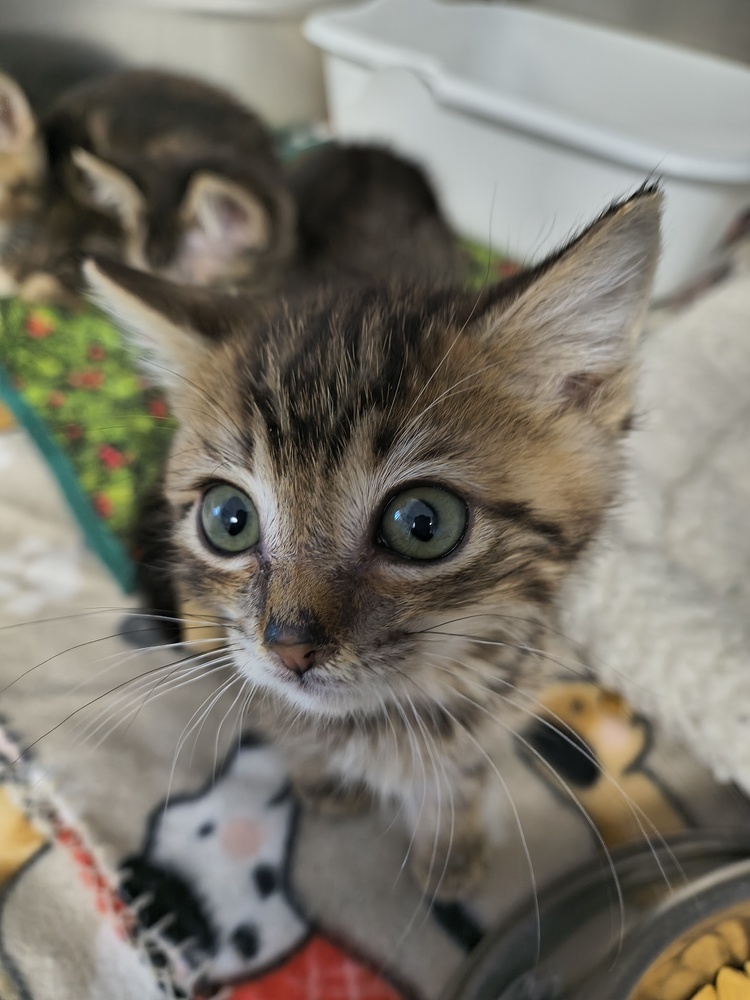 Jeronimo, an adoptable Domestic Short Hair in Moses Lake, WA, 98837 | Photo Image 1