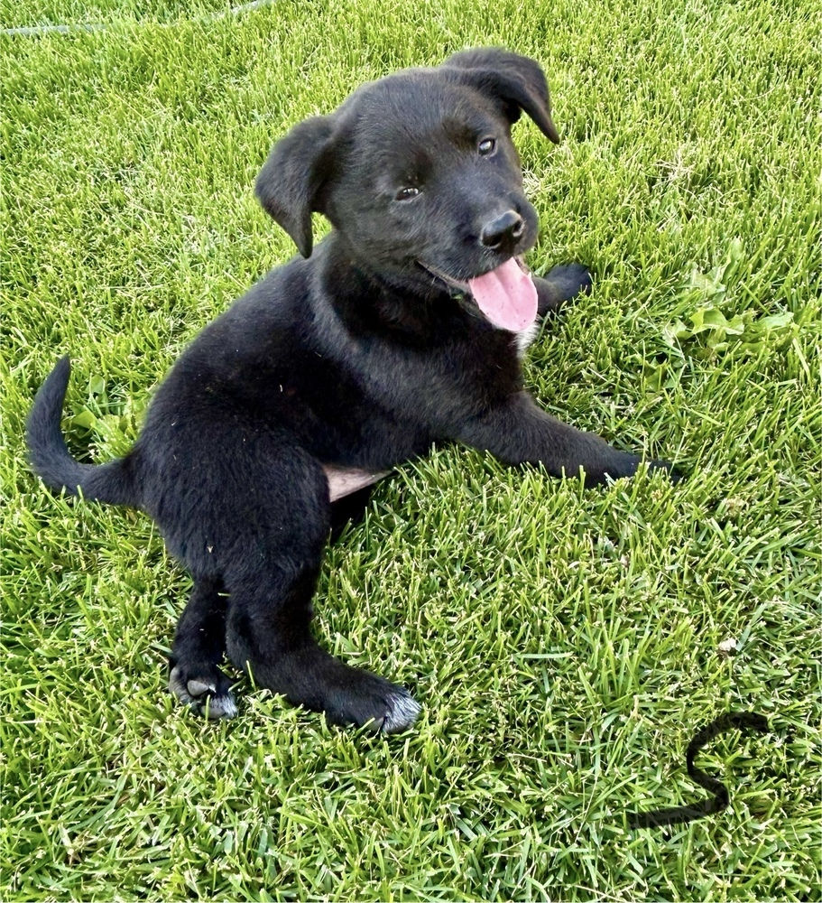 Sheba