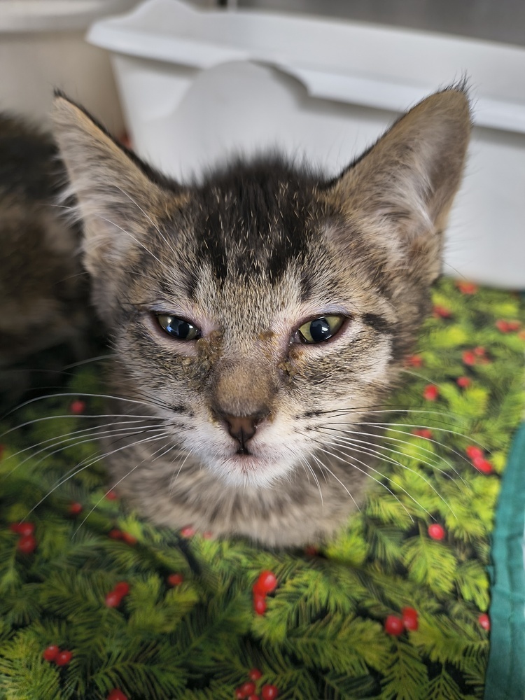 Jaime half-tail, an adoptable Domestic Short Hair in Moses Lake, WA, 98837 | Photo Image 1