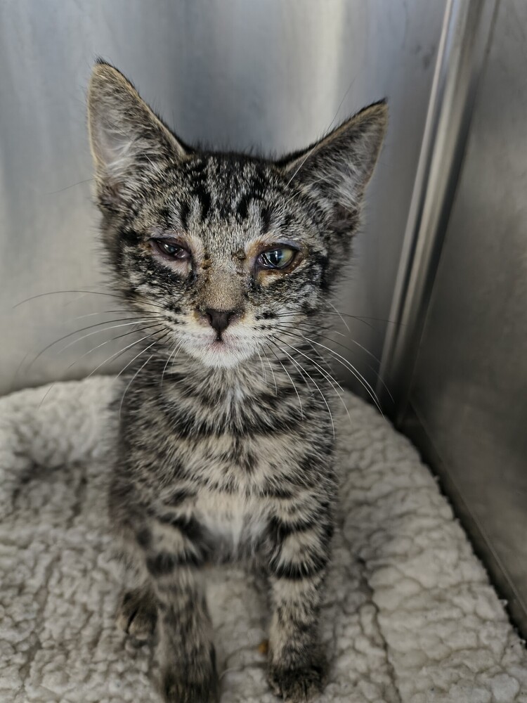 Jane, an adoptable Domestic Short Hair in Moses Lake, WA, 98837 | Photo Image 1