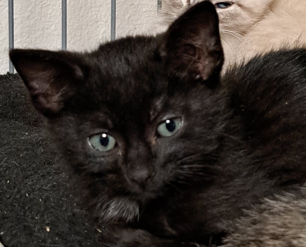 Clyde