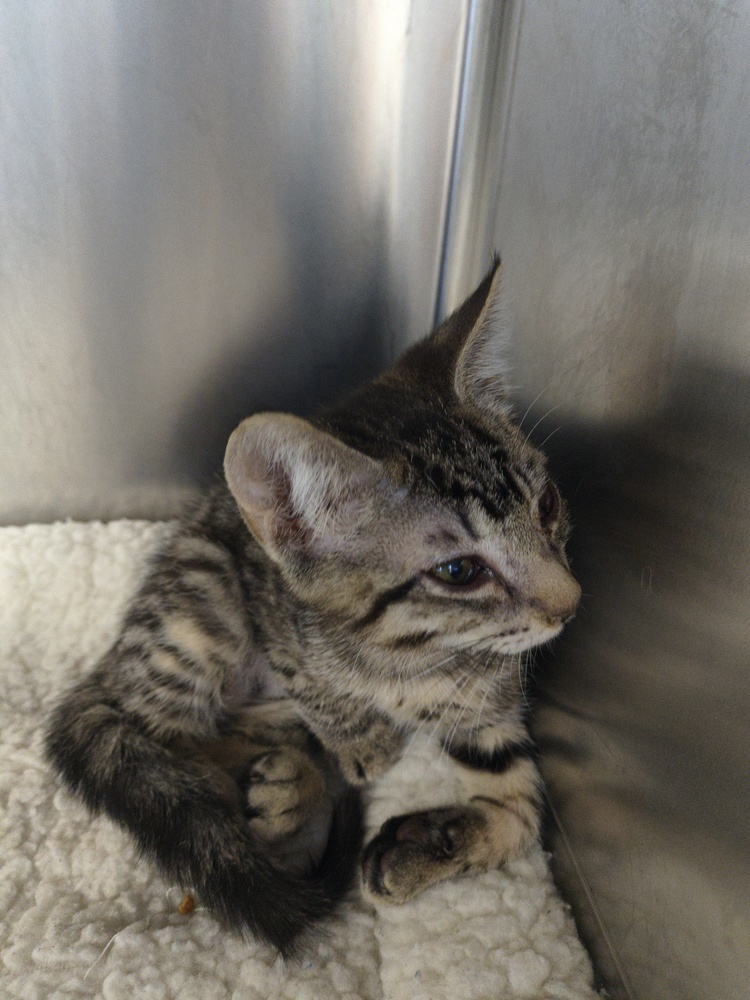 Jedi, an adoptable Domestic Short Hair in Moses Lake, WA, 98837 | Photo Image 1