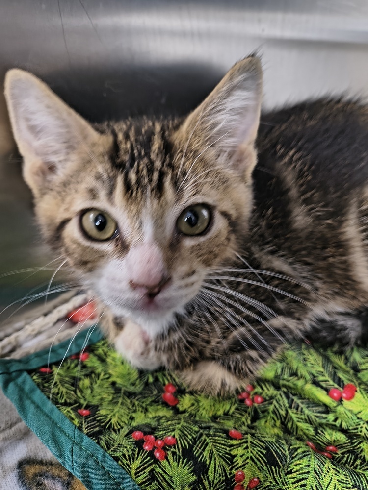 Jeremy, an adoptable Domestic Short Hair in Moses Lake, WA, 98837 | Photo Image 1