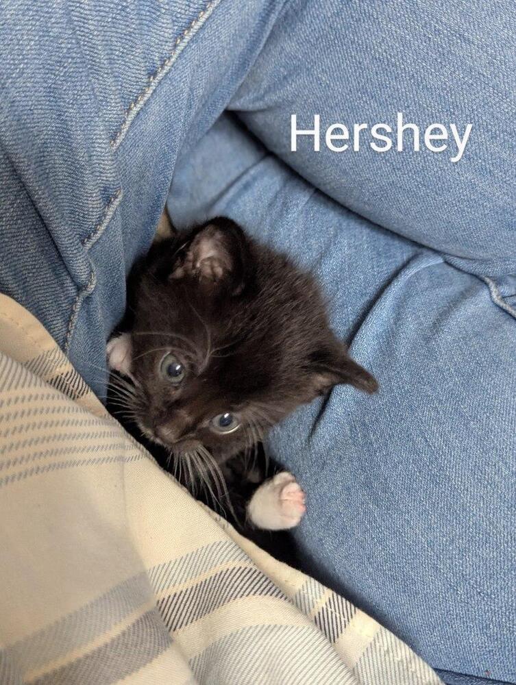 Hershey