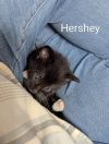 Hershey photo 1