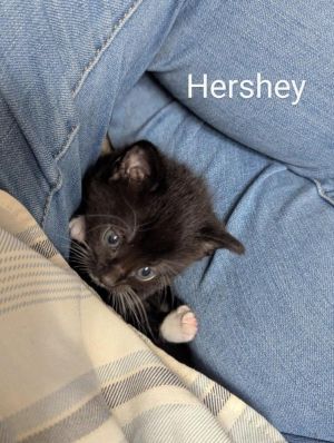 Hershey, Baby Female Domestic Short Hair