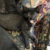 Dora photo 1