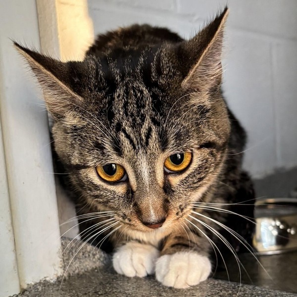 Mayflower -- Bonded Buddy With Lunaria