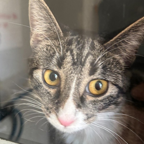 Lunaria -- Bonded Buddy With Mayflower