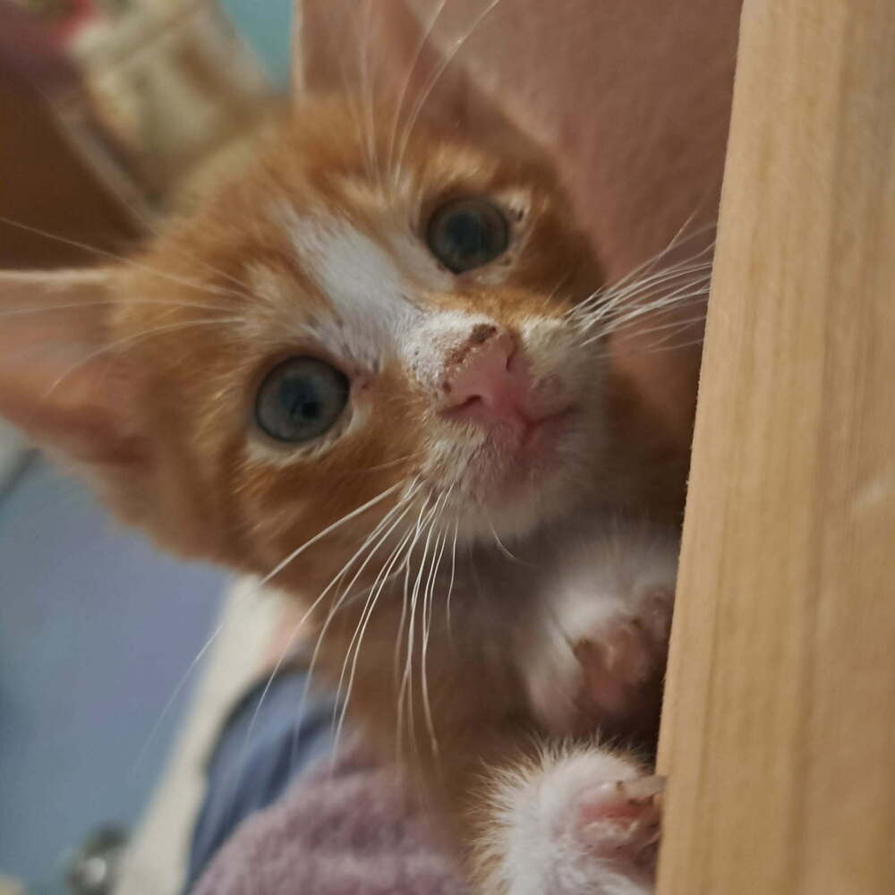 Oliver