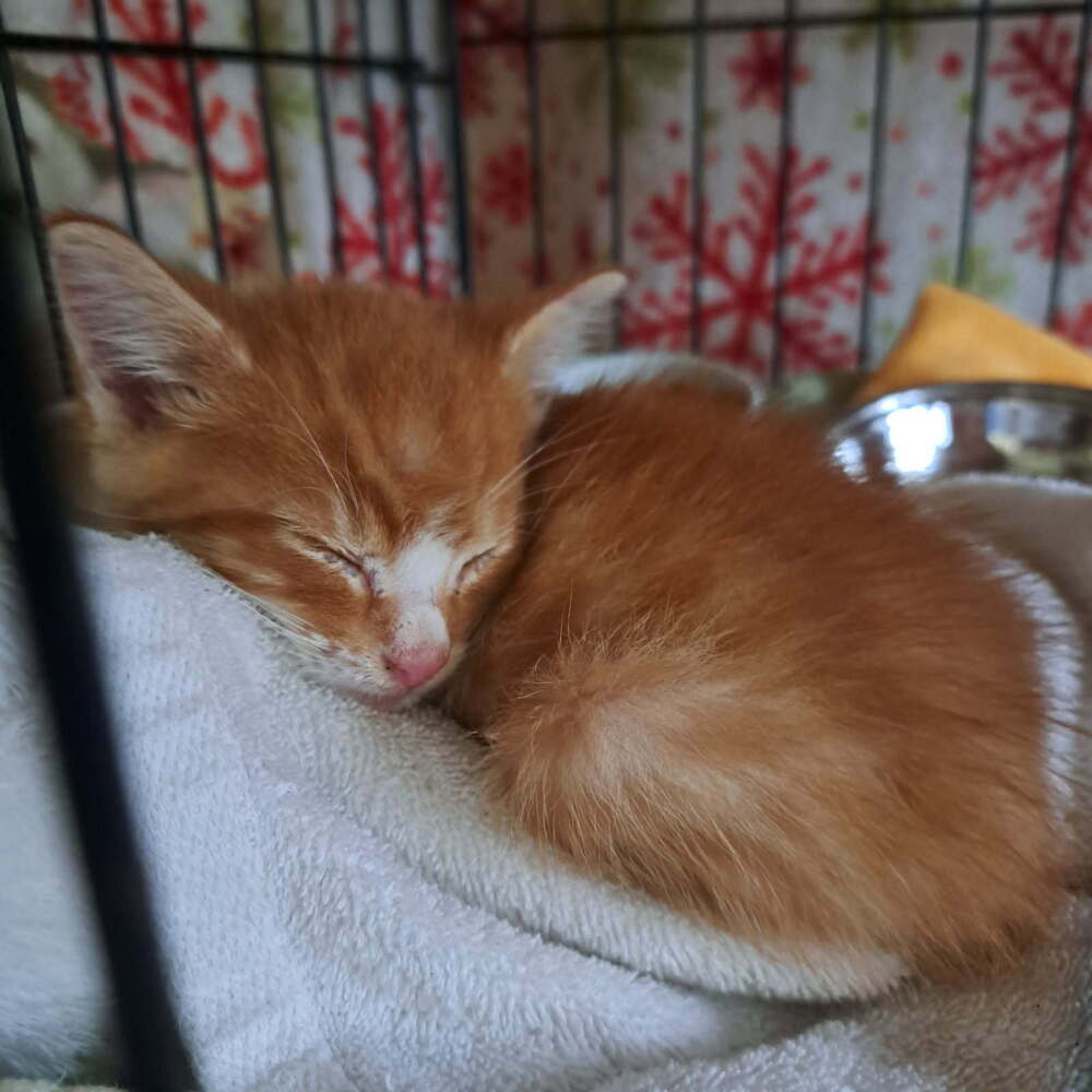 Oliver
