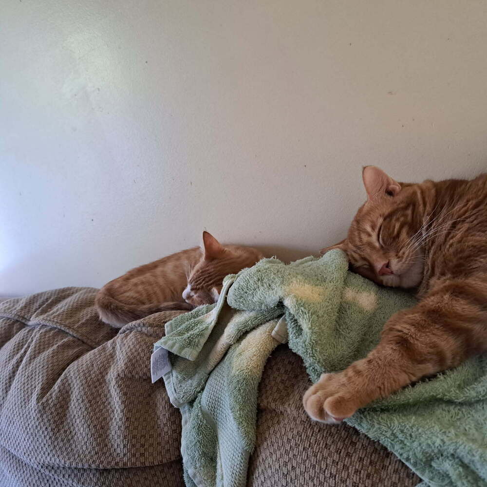 Oliver