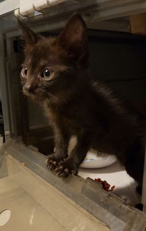 Bruce Lee, Baby Male Domestic Short Hair
