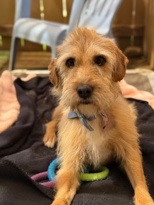 Archie, Adult Male Terrier