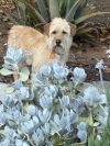 Archie photo 4