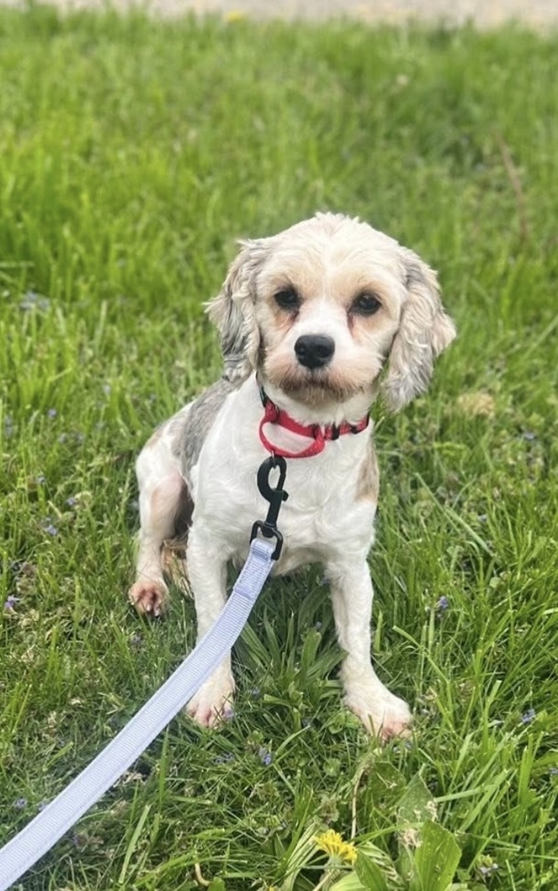 Summer, an adoptable Havanese, Cavalier King Charles Spaniel in Cheektowaga, NY, 14227 | Photo Image 1