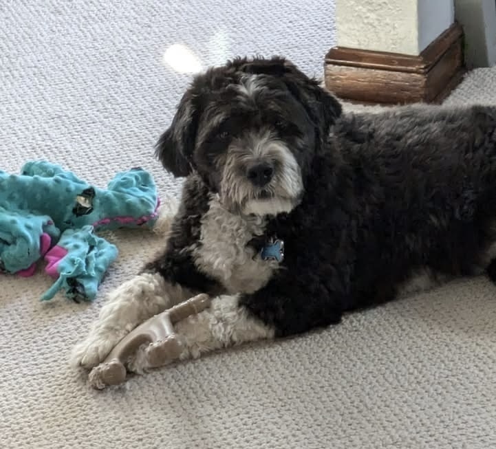 Oscar Mayer, an adoptable Aussiedoodle, Poodle in Irwin, PA, 15642 | Photo Image 1