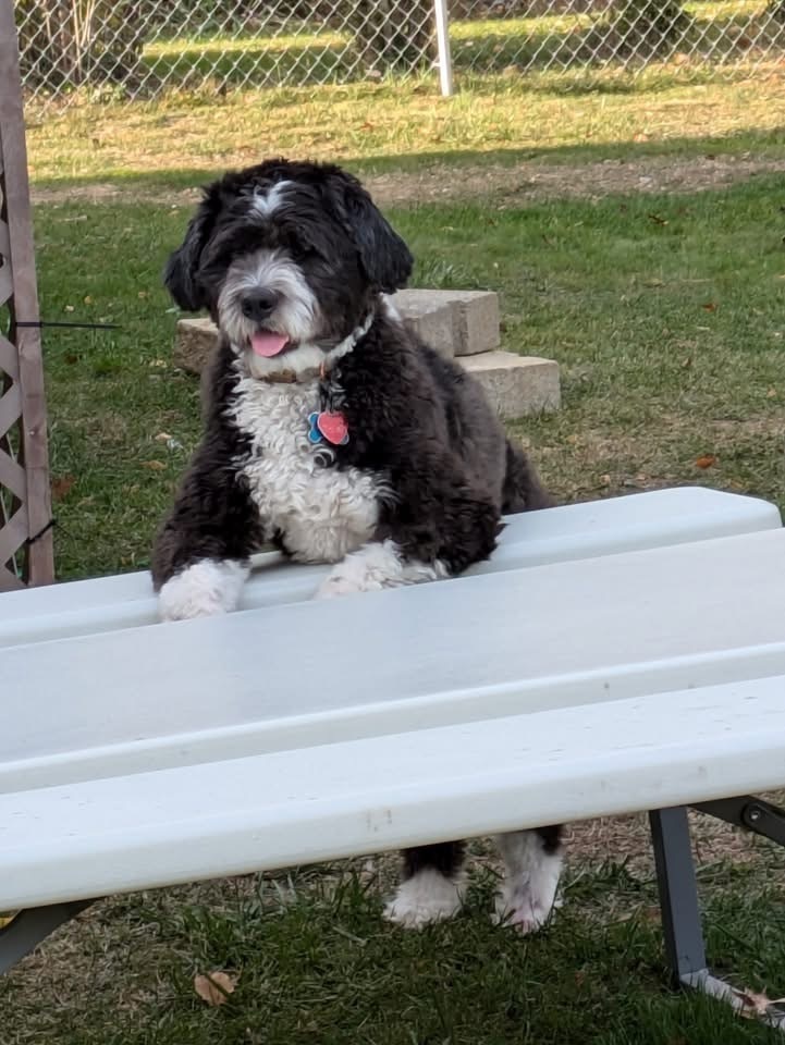 Oscar Mayer, an adoptable Aussiedoodle, Poodle in Irwin, PA, 15642 | Photo Image 2