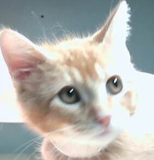 Pickles thumbnail 2