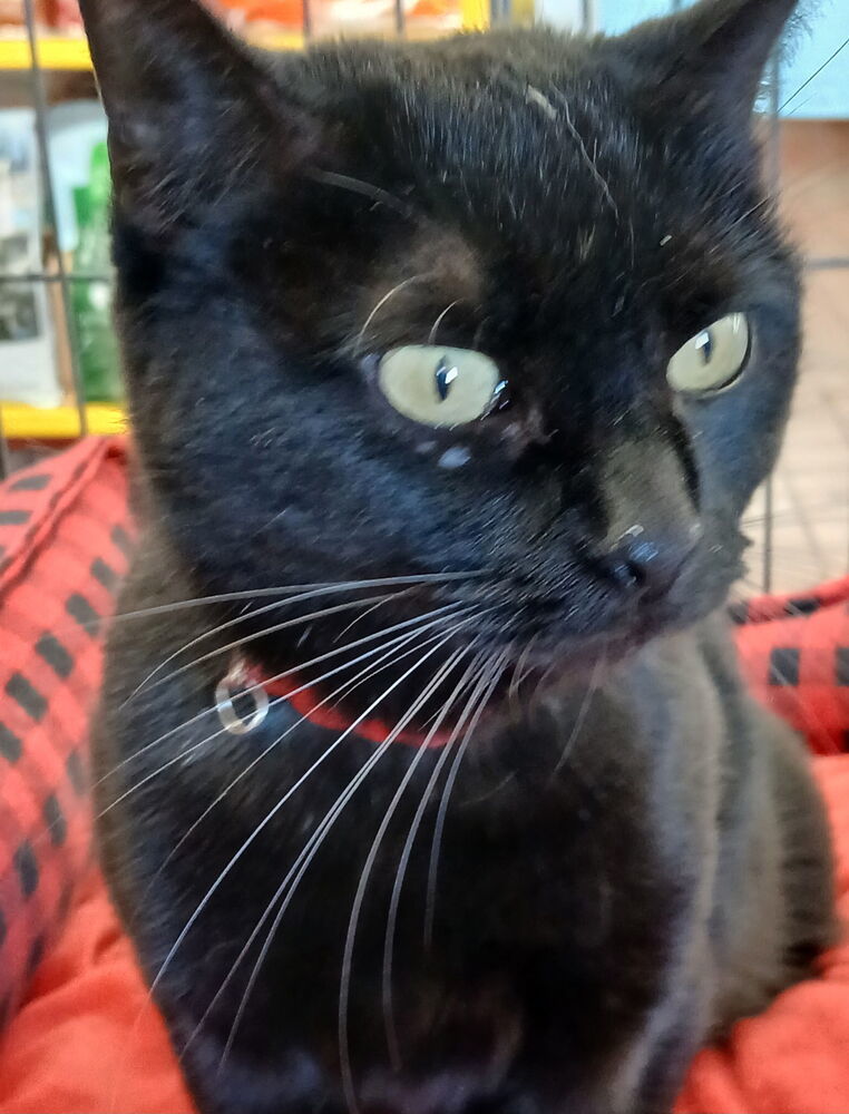 America, an adoptable Domestic Short Hair in Albuquerque, NM, 87111 | Photo Image 1