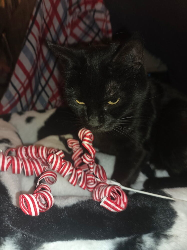 America, an adoptable Domestic Short Hair in Albuquerque, NM, 87111 | Photo Image 2