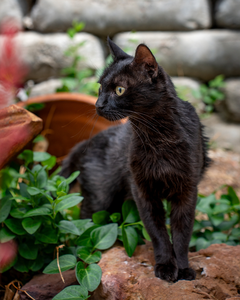 America, an adoptable Domestic Short Hair in Albuquerque, NM, 87111 | Photo Image 3