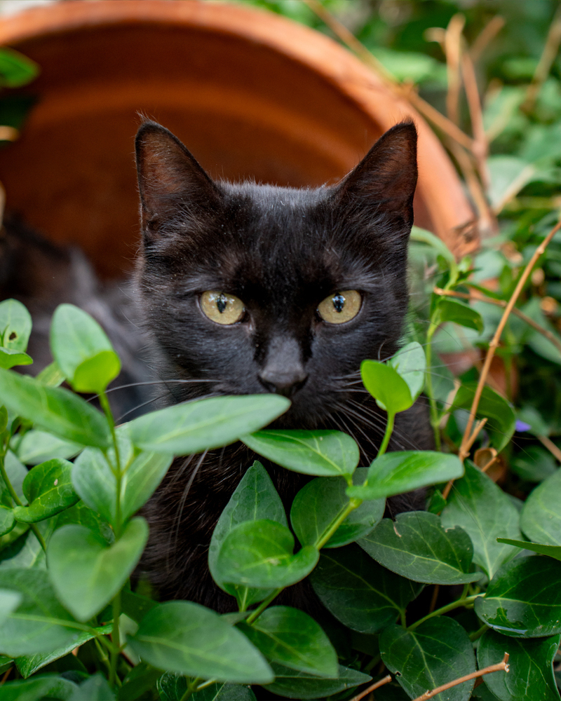 America, an adoptable Domestic Short Hair in Albuquerque, NM, 87111 | Photo Image 4