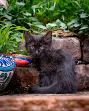Courage, Baby Male Domestic Short Hair