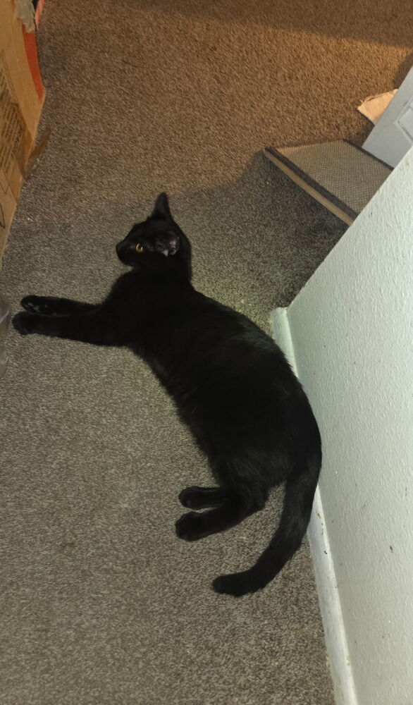 Courage, an adoptable Domestic Short Hair in Albuquerque, NM, 87111 | Photo Image 1