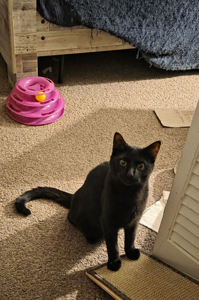 Courage, an adoptable Domestic Short Hair in Albuquerque, NM, 87111 | Photo Image 2