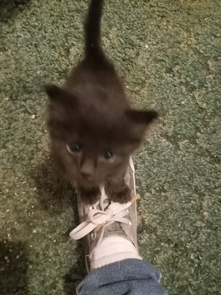 Courage, an adoptable Domestic Short Hair in Albuquerque, NM, 87111 | Photo Image 5