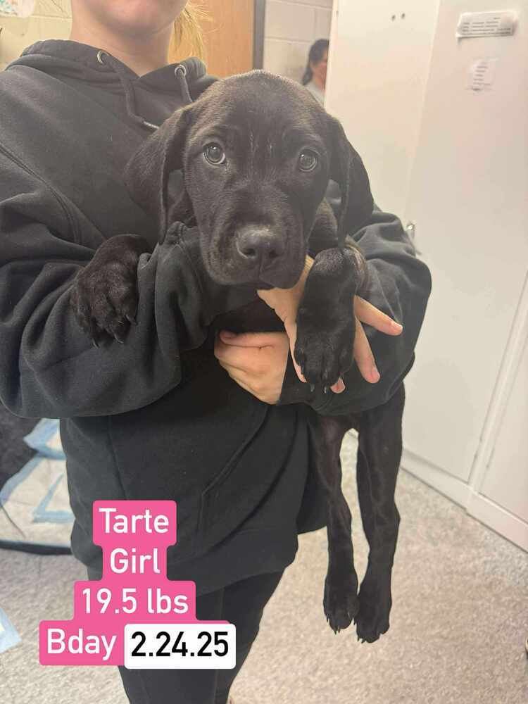 Tarte