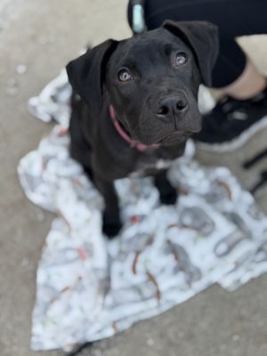 Tarte, Baby Female unknown