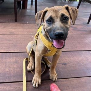 Oslo, Baby Male Mixed Breed