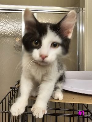 Tabitha, Baby Female Domestic Medium Hair