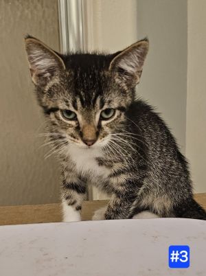 Lunibin, Baby Male Domestic Medium Hair