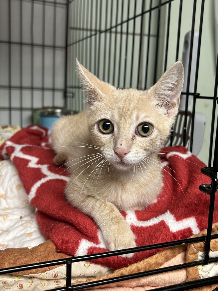 Nirvana, an adoptable Domestic Short Hair in Fort collins, CO, 80526 | Photo Image 1